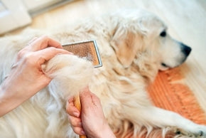 Comment limiter la perte de poils chez le chien ?