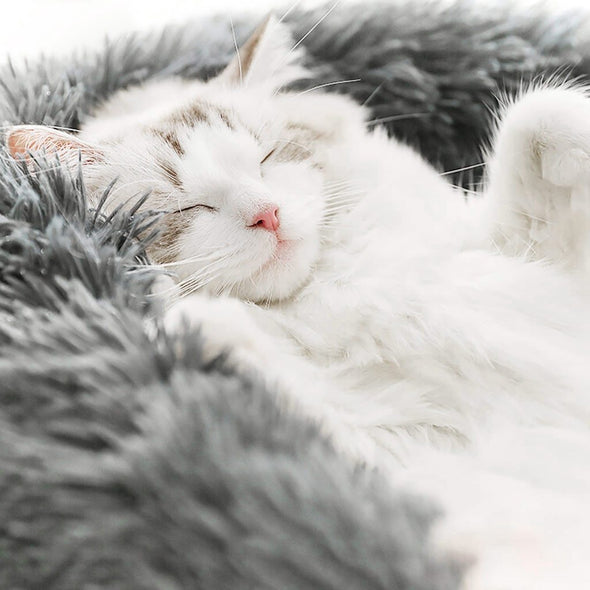 LIT APAISANT ET CONFORTABLE | POUR CHAT